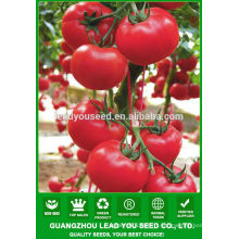 NT18 Podao tomate semences hybrides semences de tomates prix à vendre